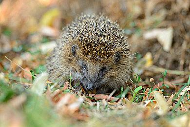 《异形：火力小队》全新预告 8月24日正式发售